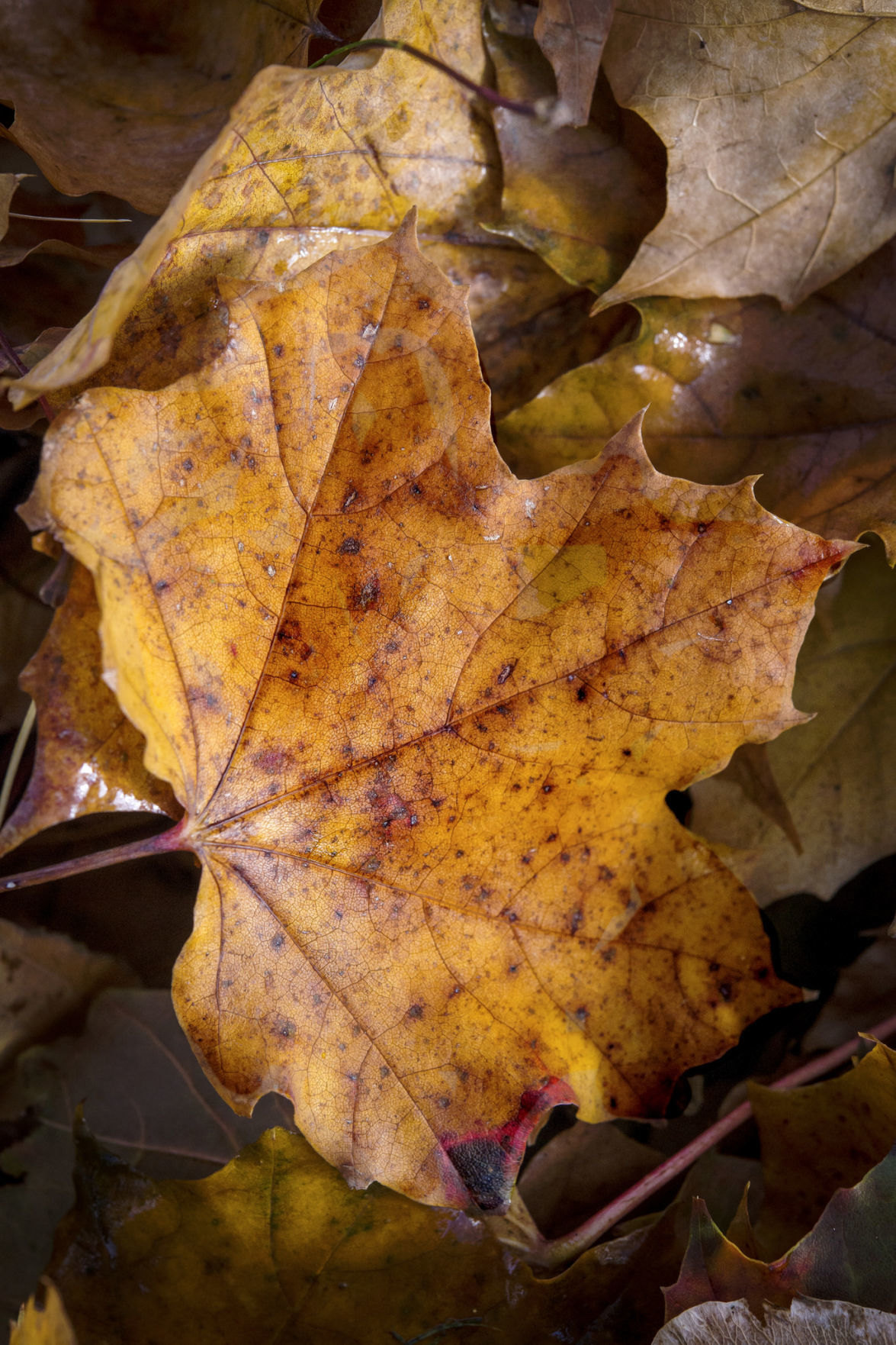 Autumn Leaves